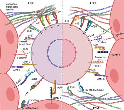 Adhesion Molecules Involved in Stem Cell Niche Retention During Normal Haematopoiesis and in Acute Myeloid Leukaemia